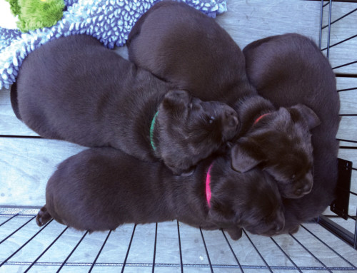 A pile of puppies.