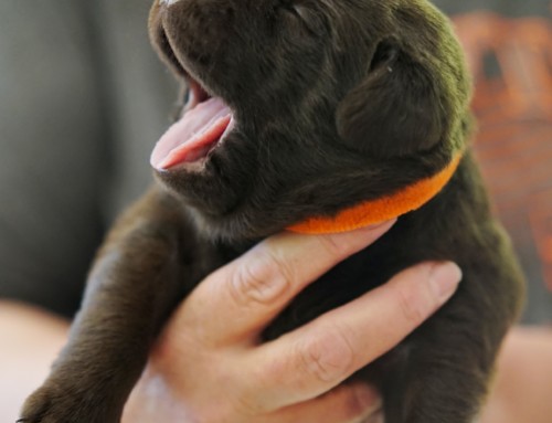 Big yawn…