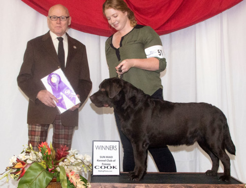 Winner’s Dog, Sun Maid Kennel Club of Fresno (supported entry) • Feb 5, 2017