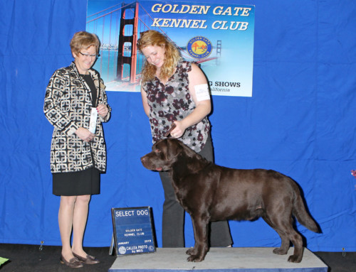 Select Dog, Golden Gate Kennel Club (supported entry), Jan 26, 2019