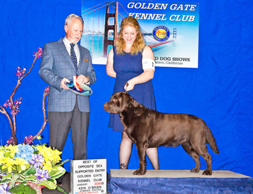 Best of Opposite Sex, Golden Gate Kennel Club (supported entry), Jan 27, 2019
